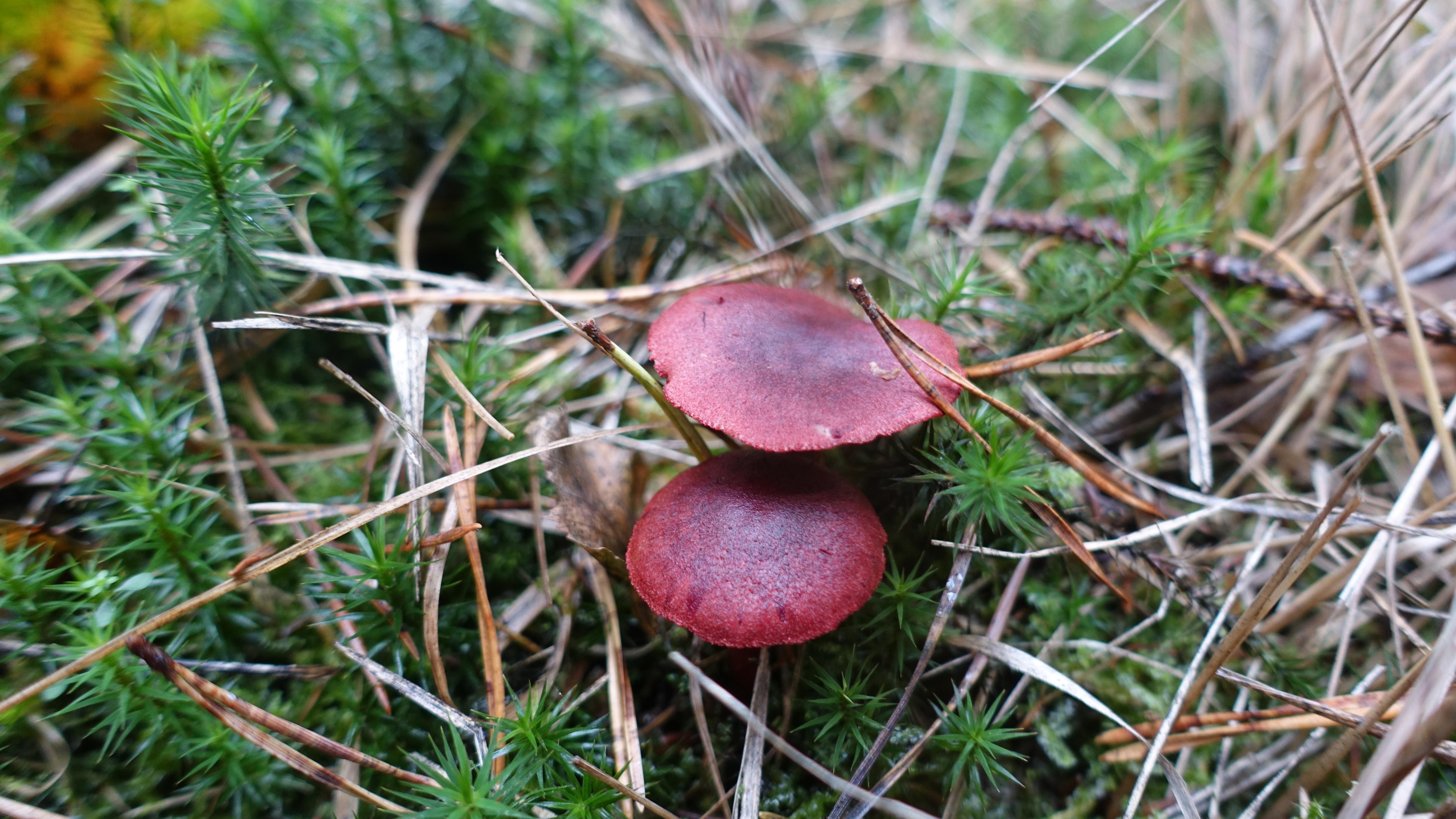 Blutroter Hautkopf