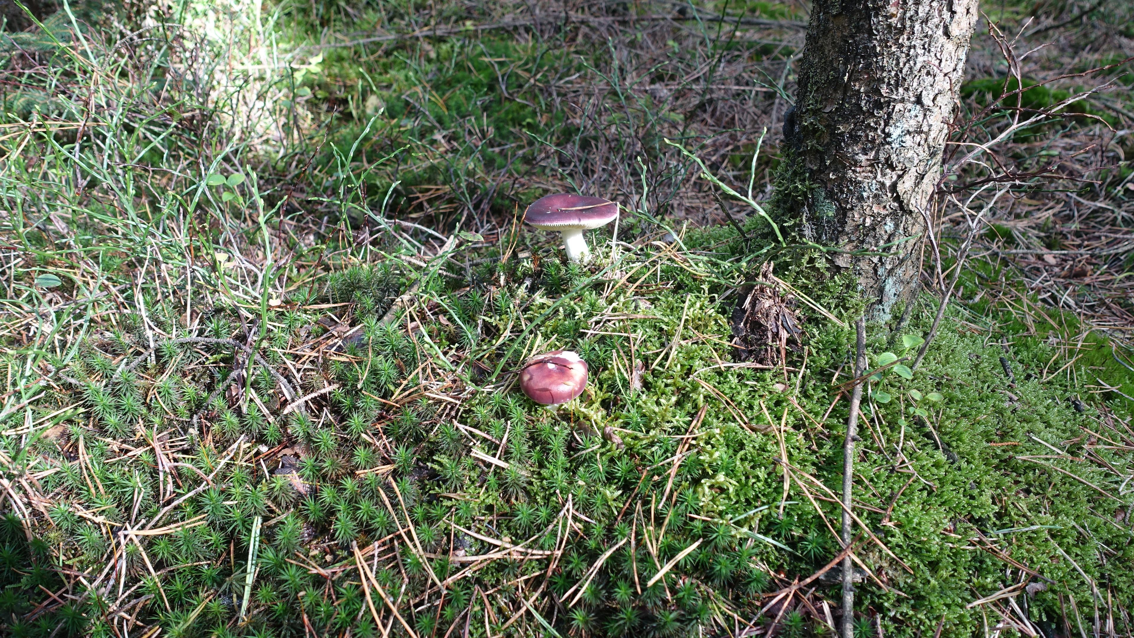 Buckel-Täubling