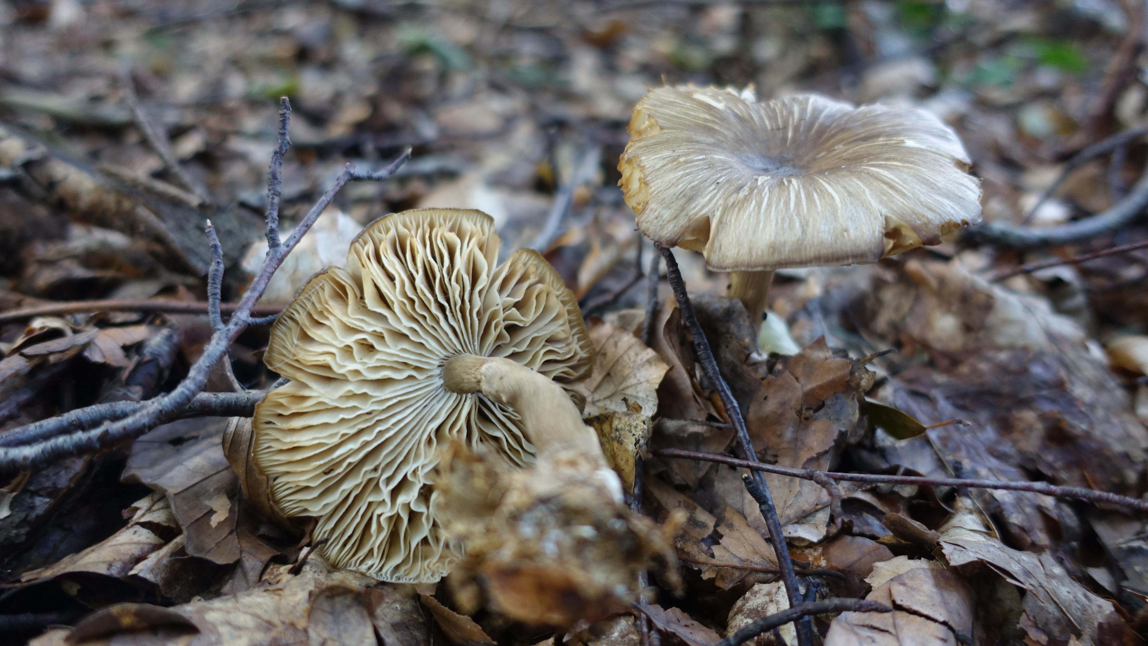 Breitblättriger Holzrübling