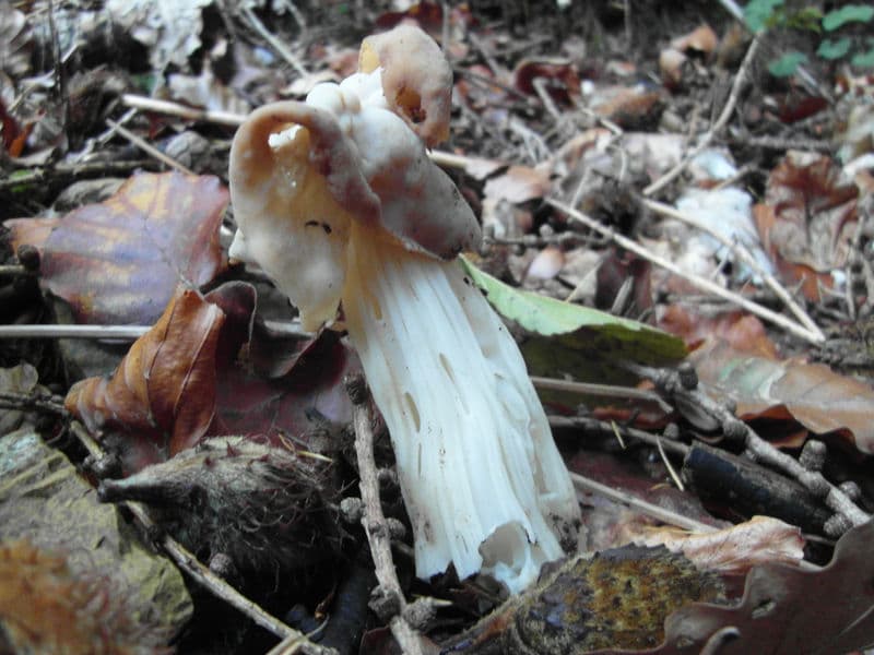 Herbstlorchel, Krause Lorchel