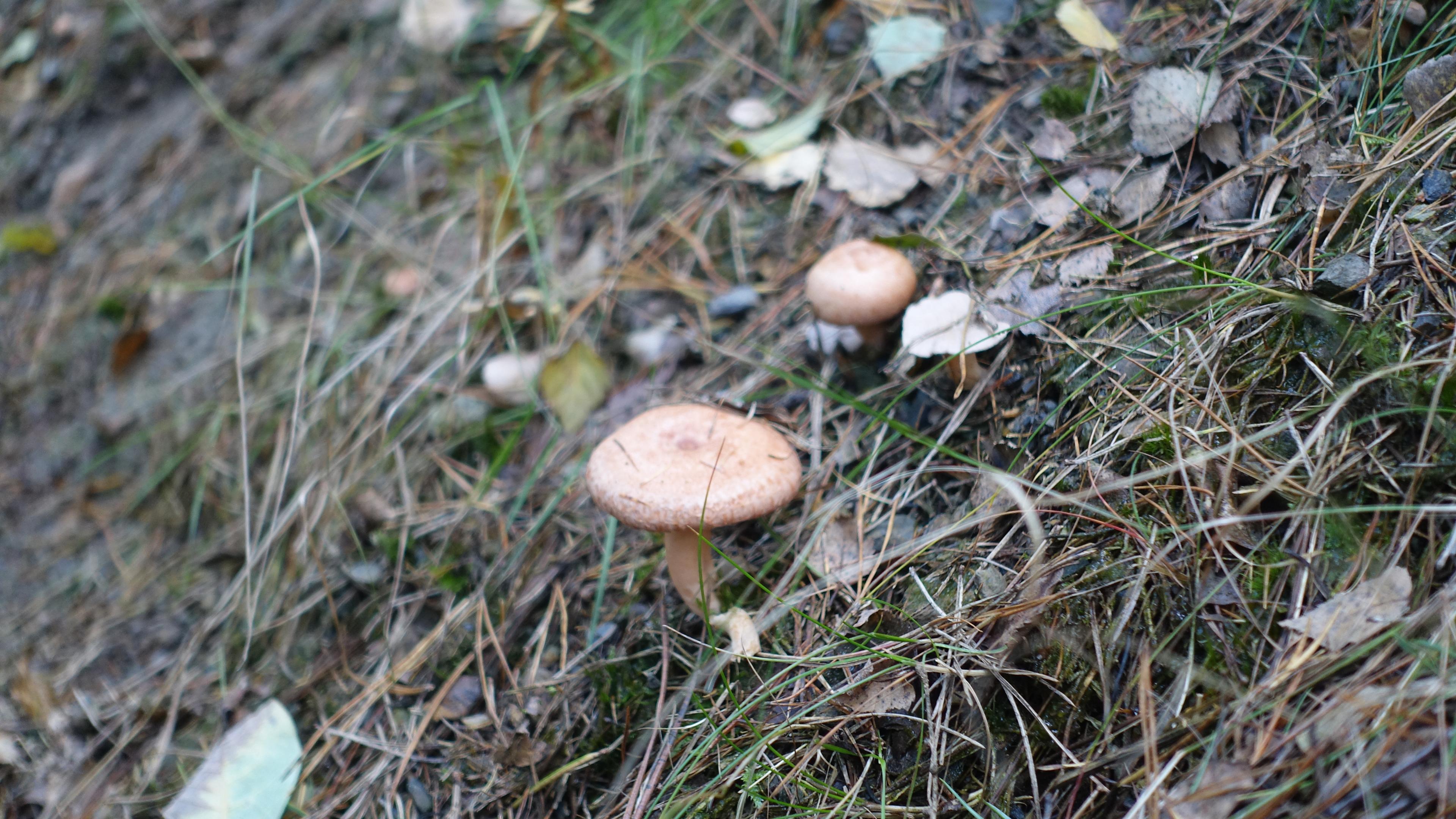 Birkenmilchling