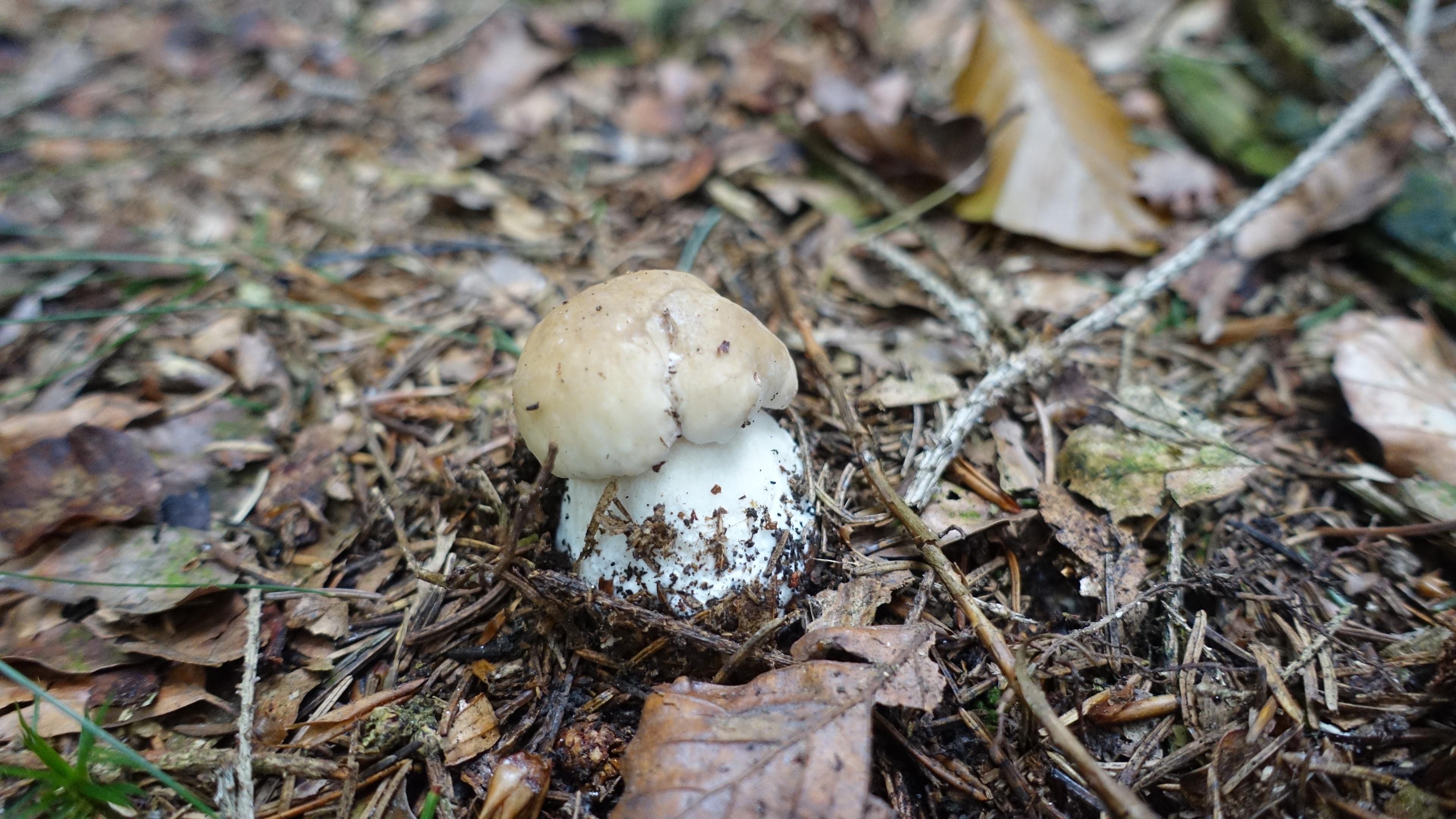 Weißer Steinpilz