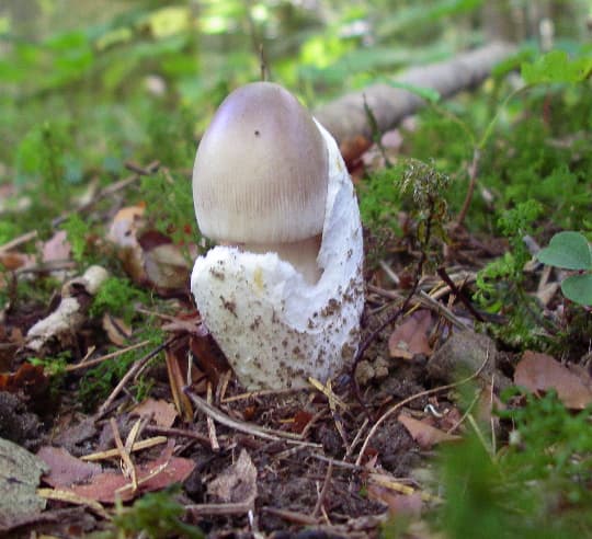 Grauer Scheidenstreifling