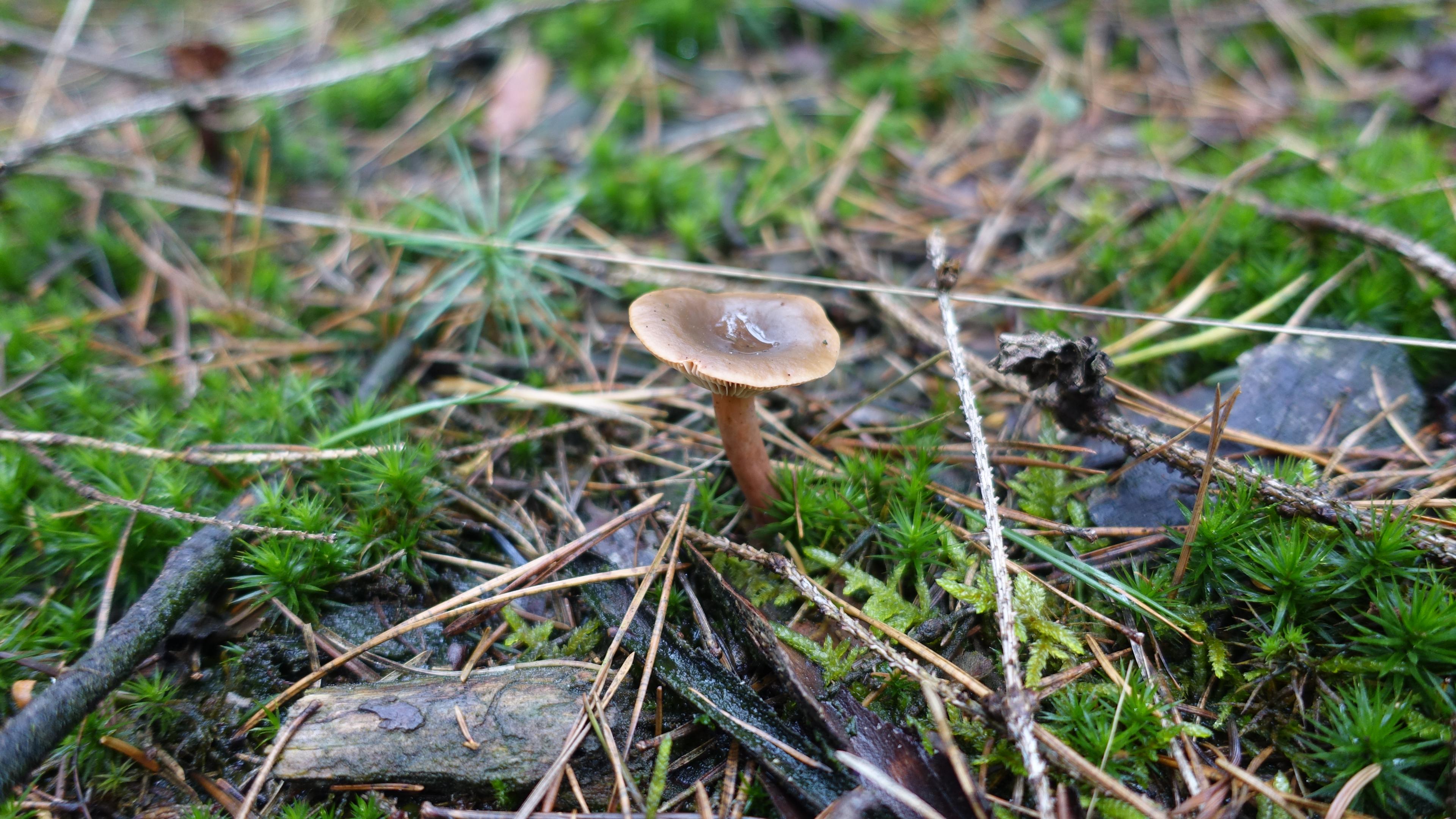 Rotbrauner Milchling