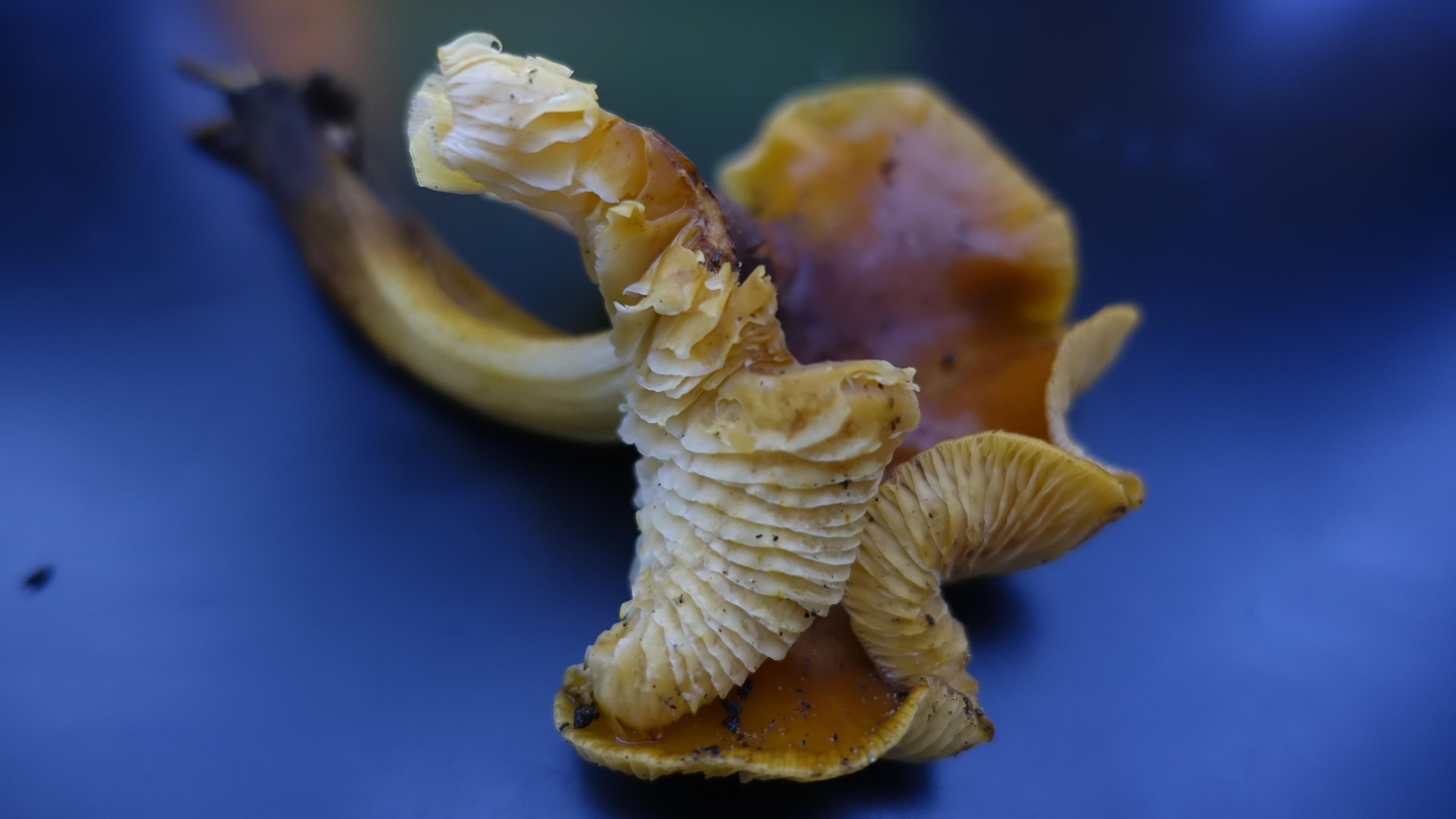 Samtfußrübling