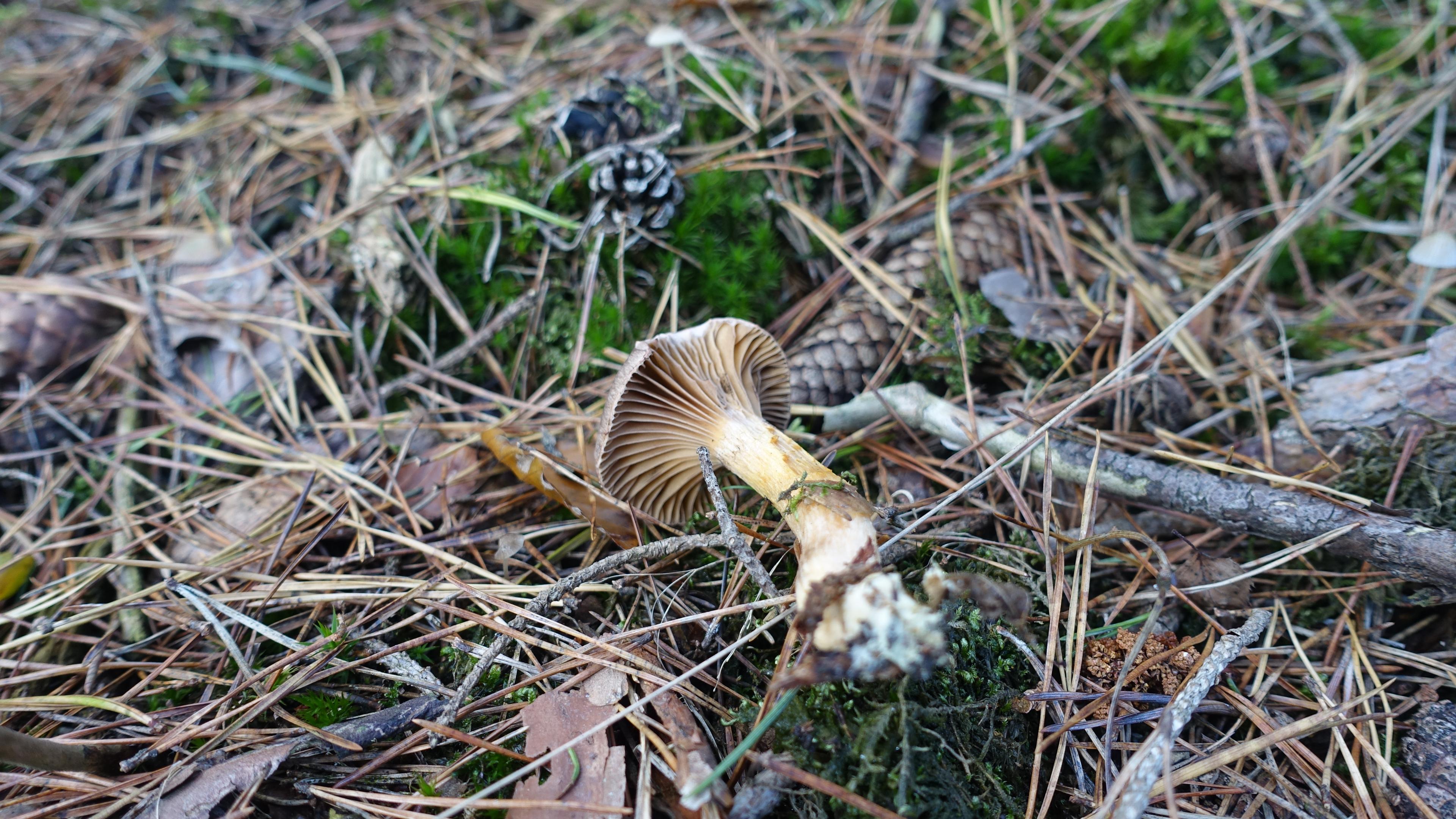Kupferroter Gelbfuß 