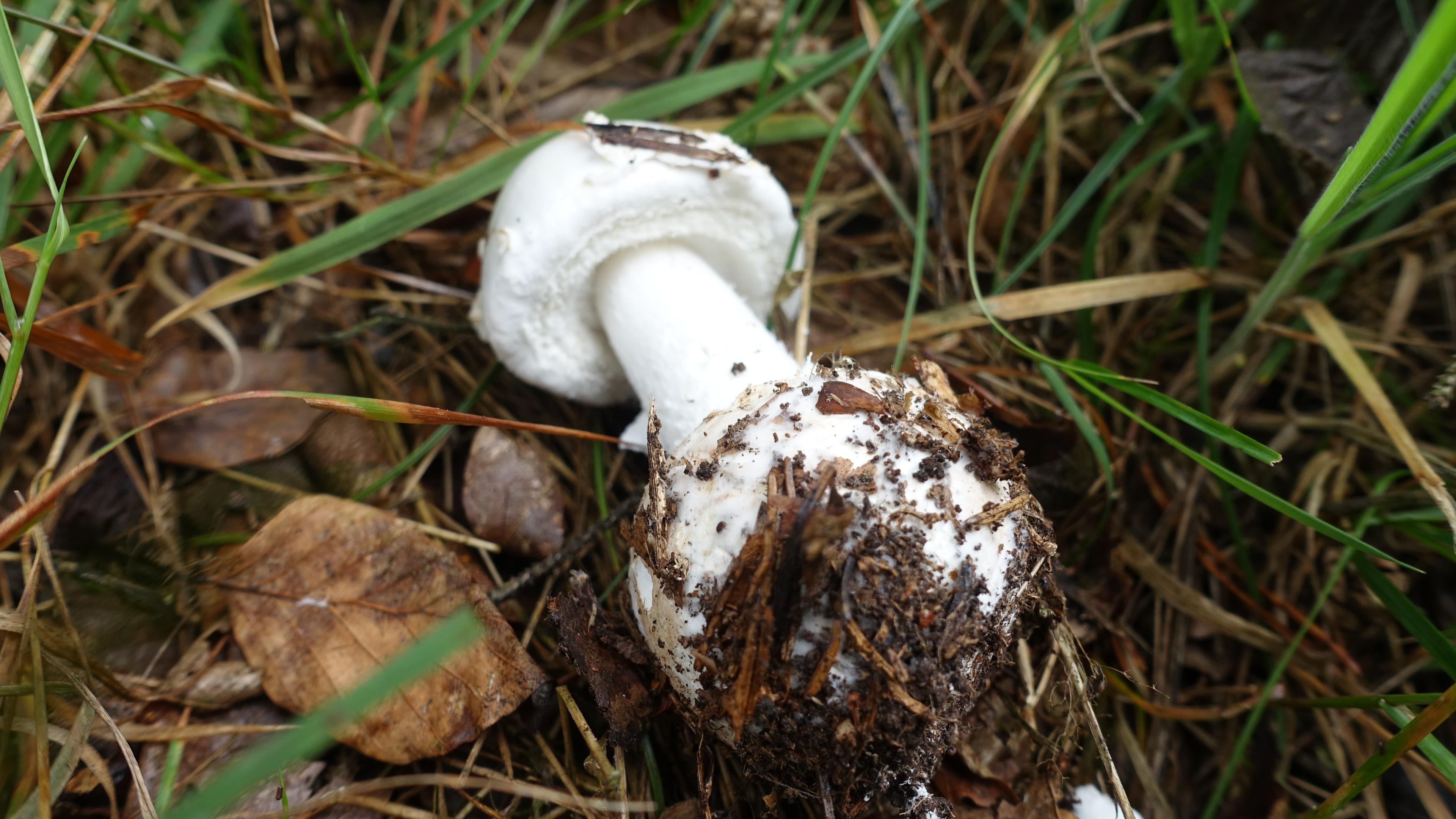 Weißer Knollenblätterpilz