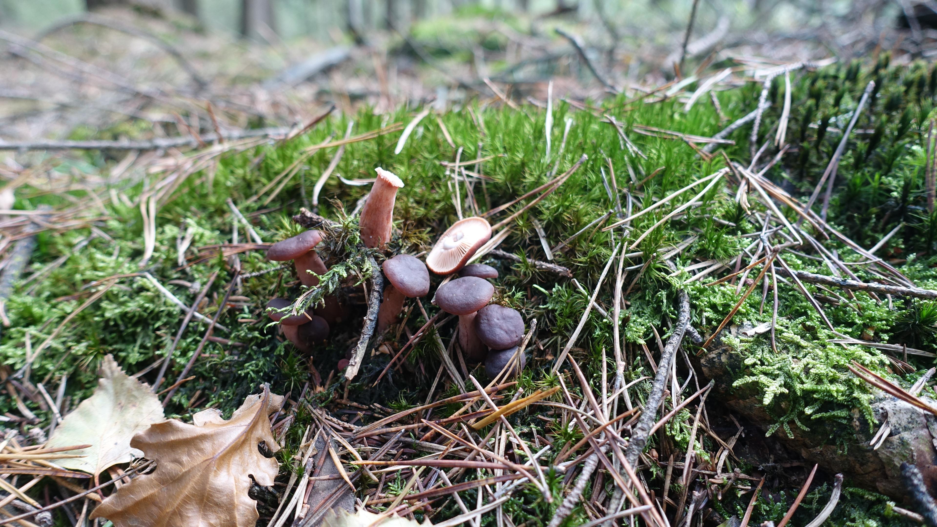 Feinschuppiger Ritterling