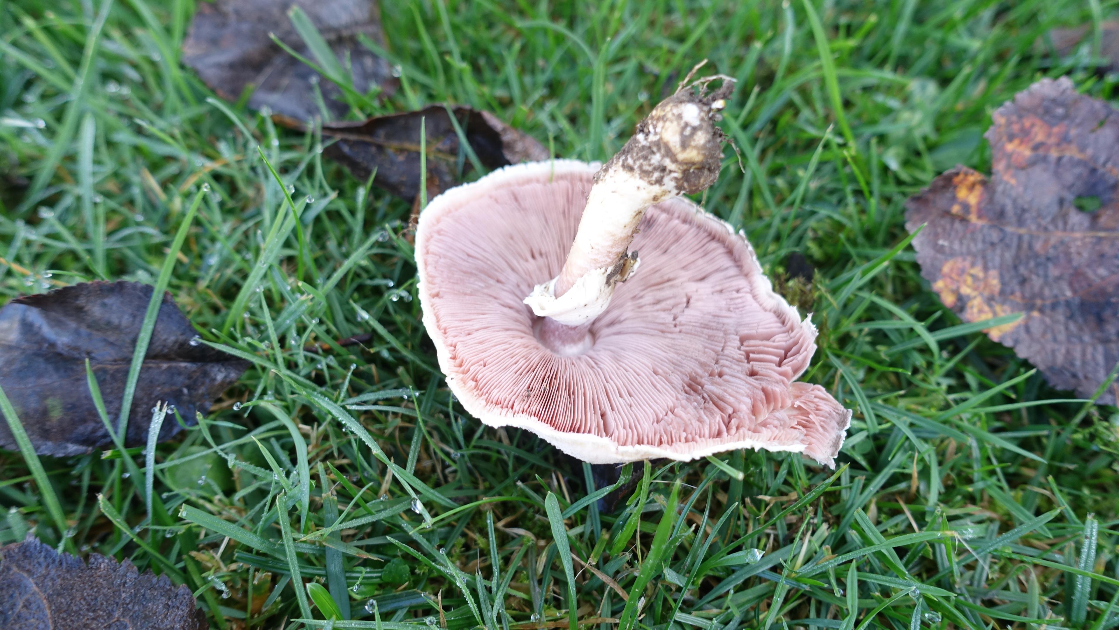 Schiefknolliger Anisegerling