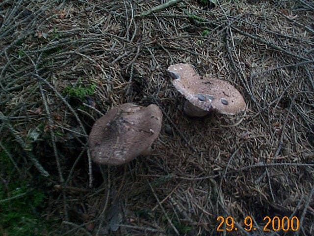 Waldegerling oder Waldchampignon