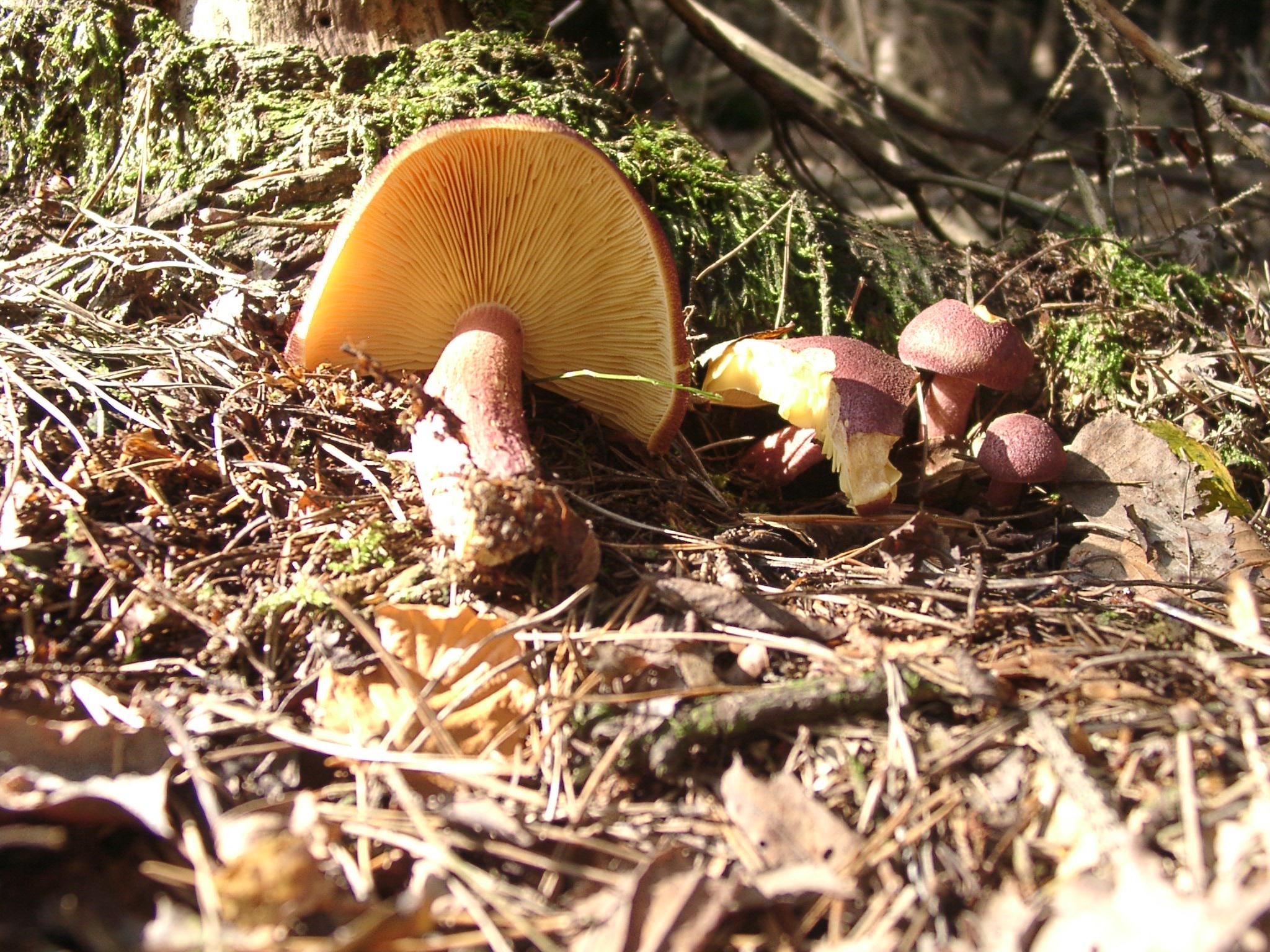 Rötlicher Holzritterling