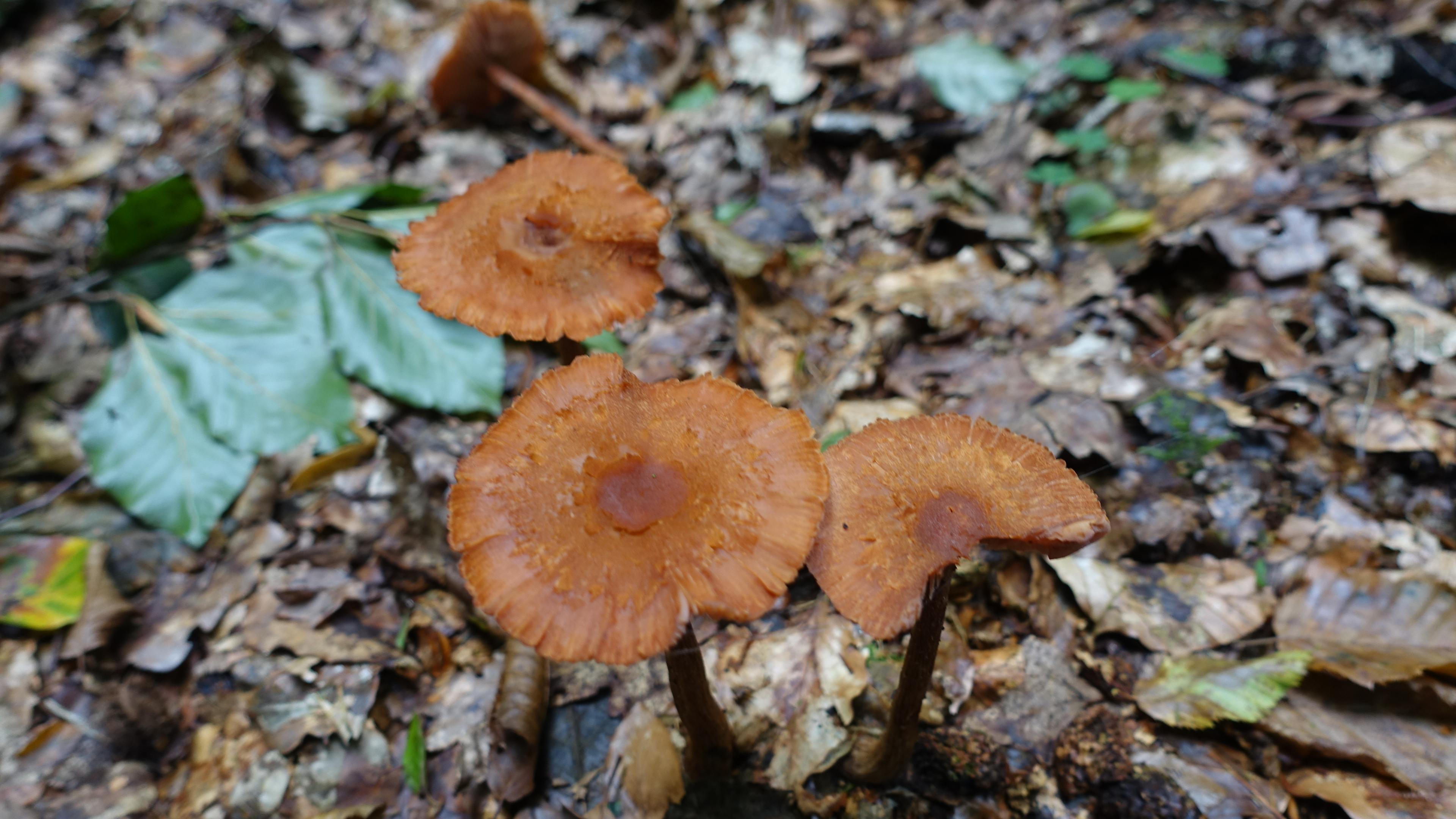 Ziegelroter Rißpilz