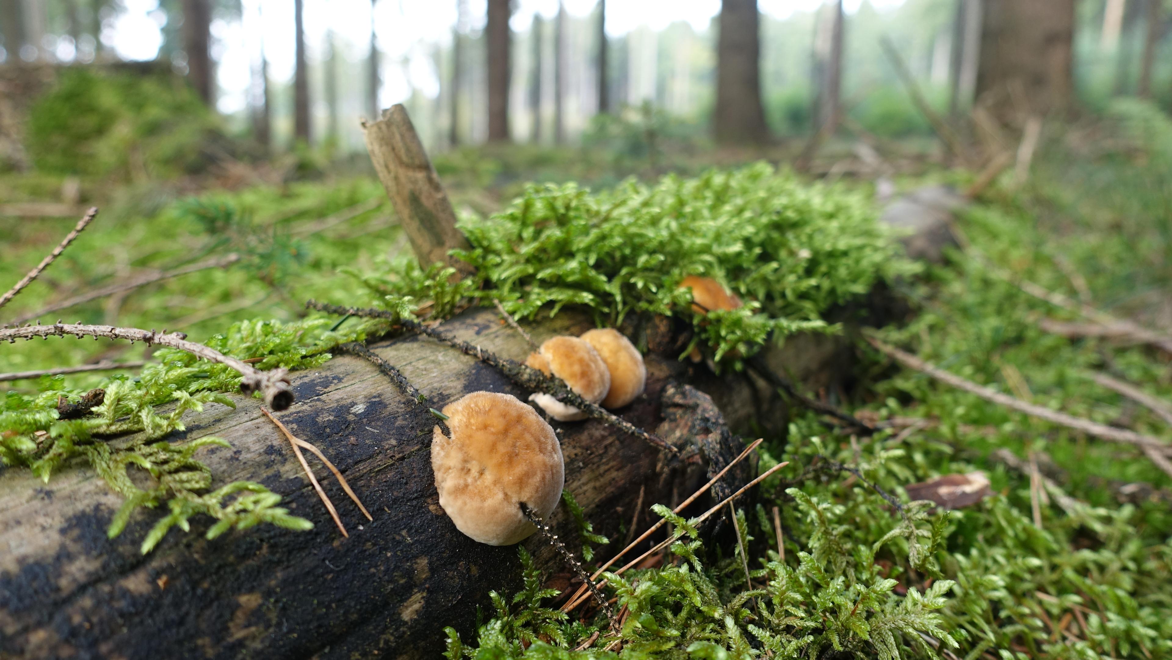 Polsterpilz