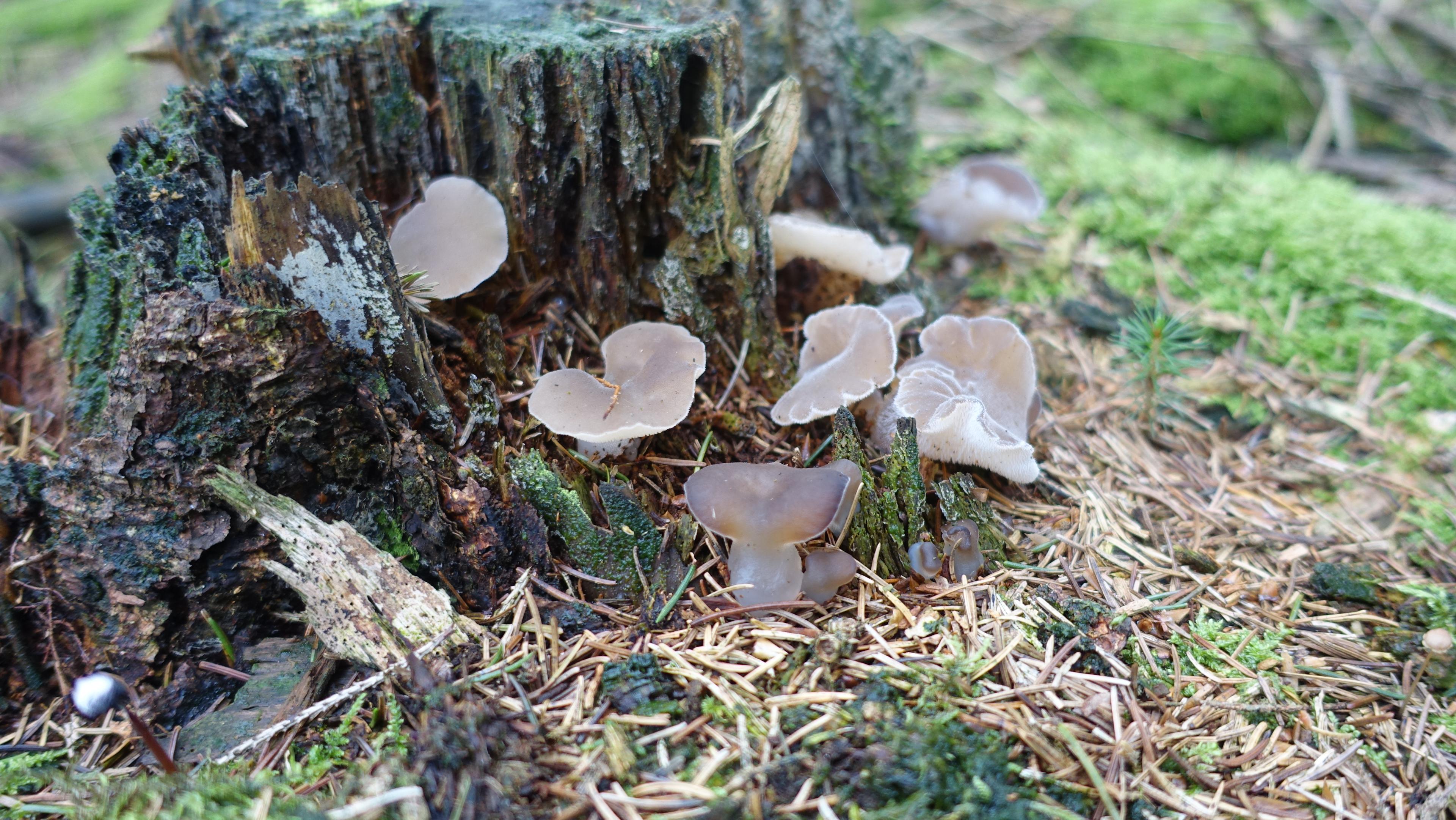 Eispilz / Zitterzahn