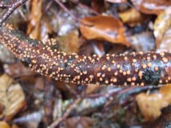 Zinnoberroter Pustelpilz