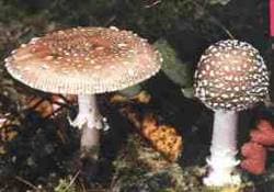 Pantherpilz