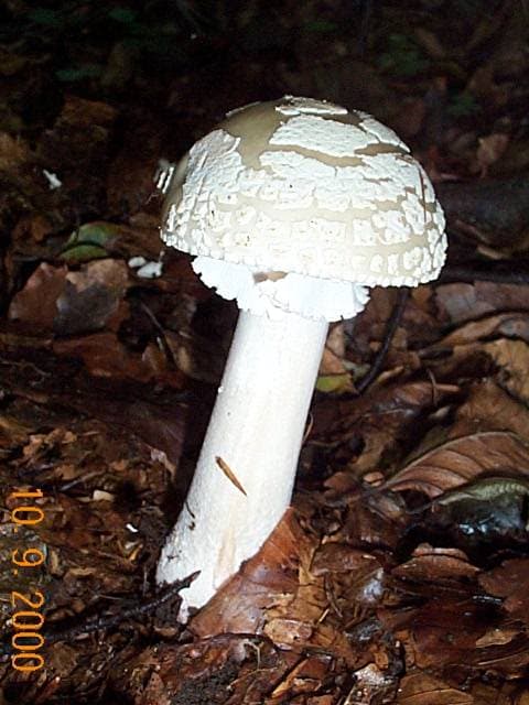 Grauer Wulstling