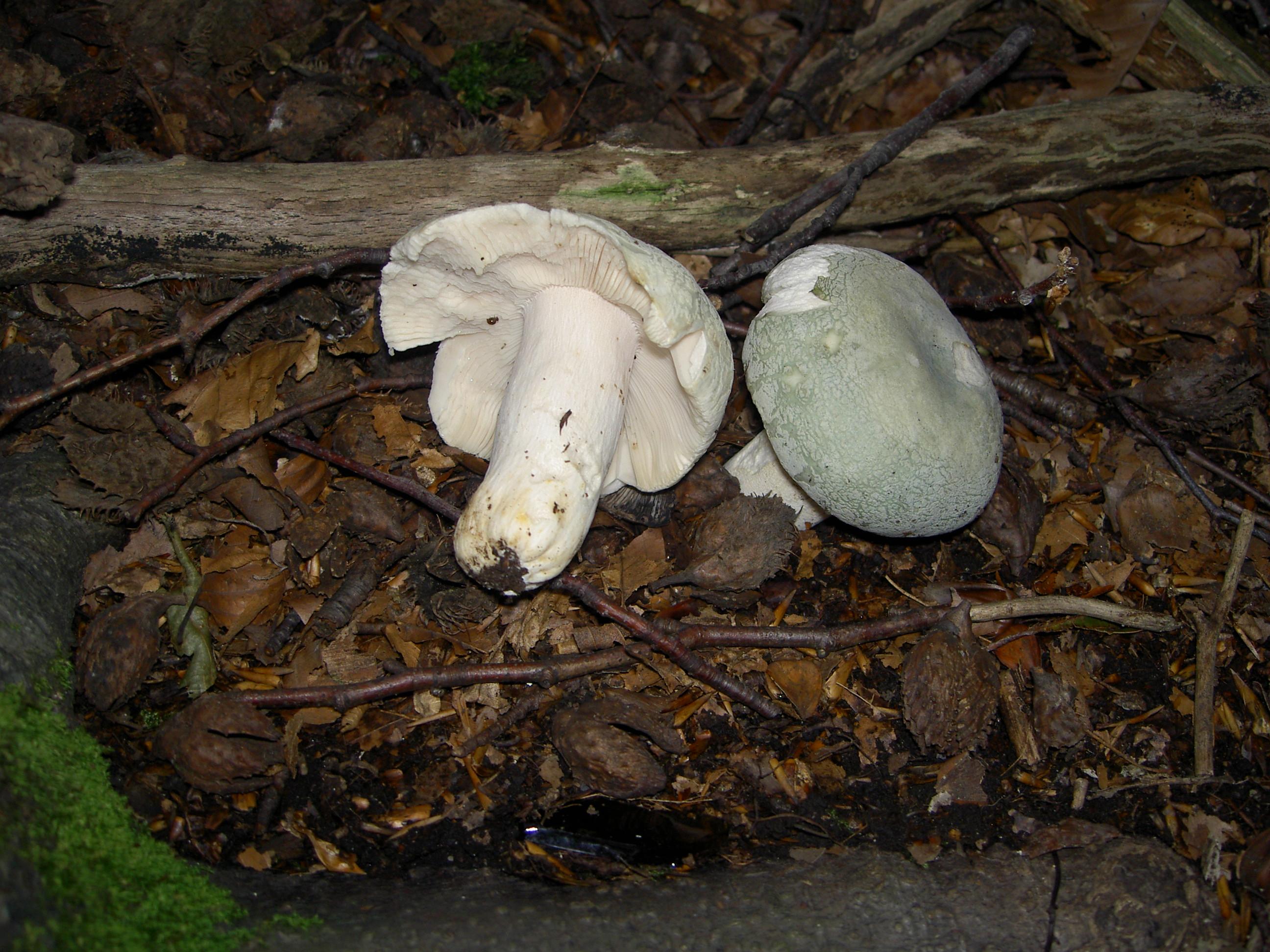 Grüngefelderter Täubling