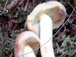 Ziegelroter Schwefelkopf