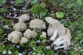 Entoloma saepium