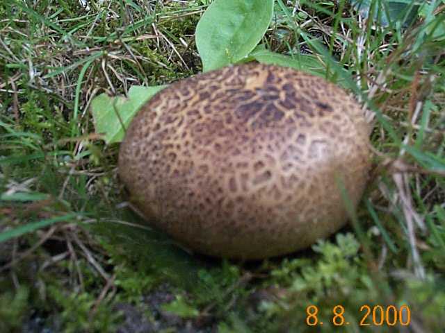 Kartoffelbovist
