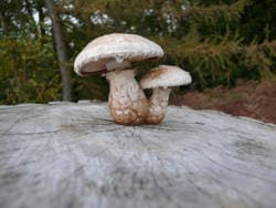 Pappelschüppling