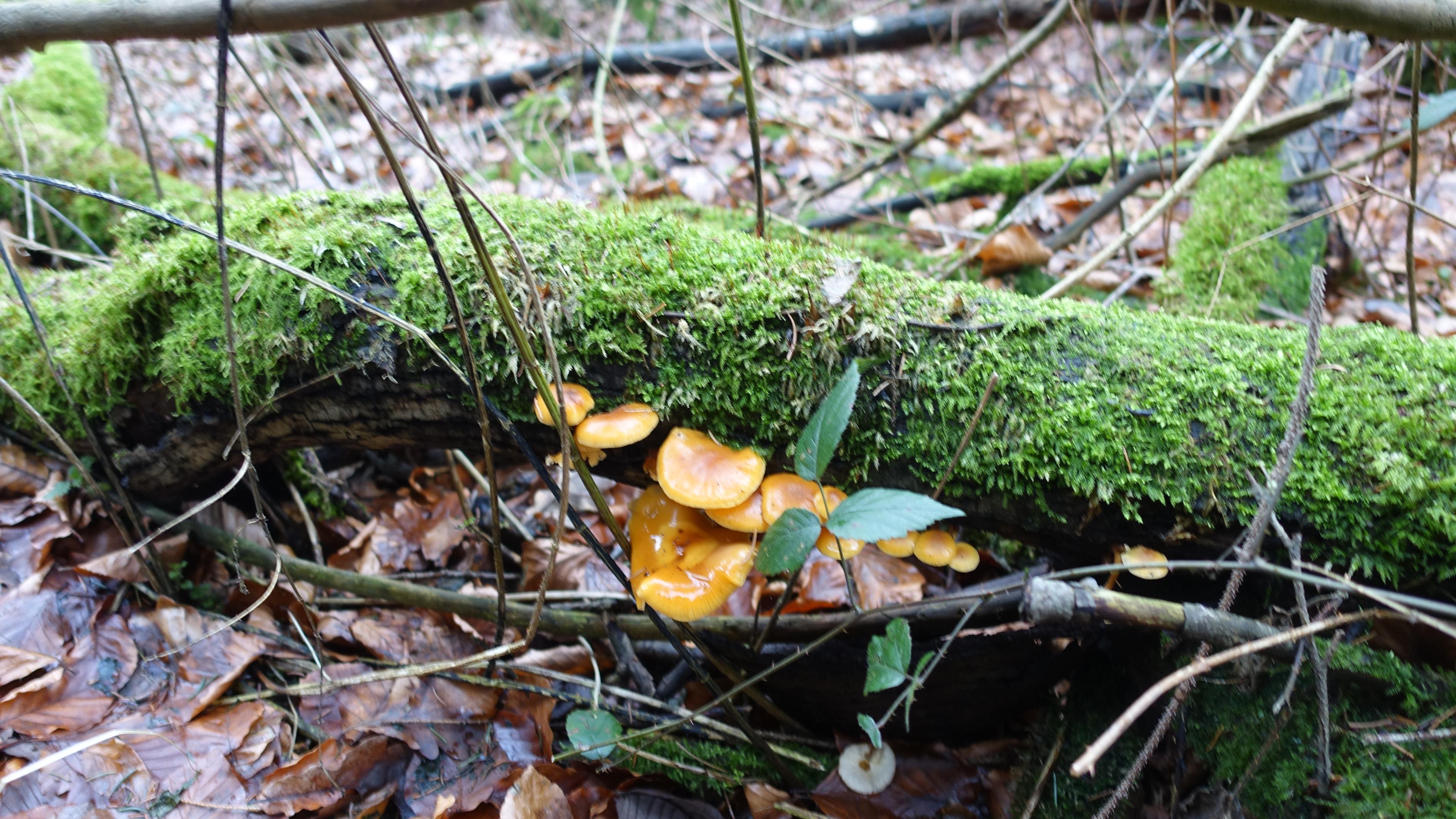 Samtfußrübling