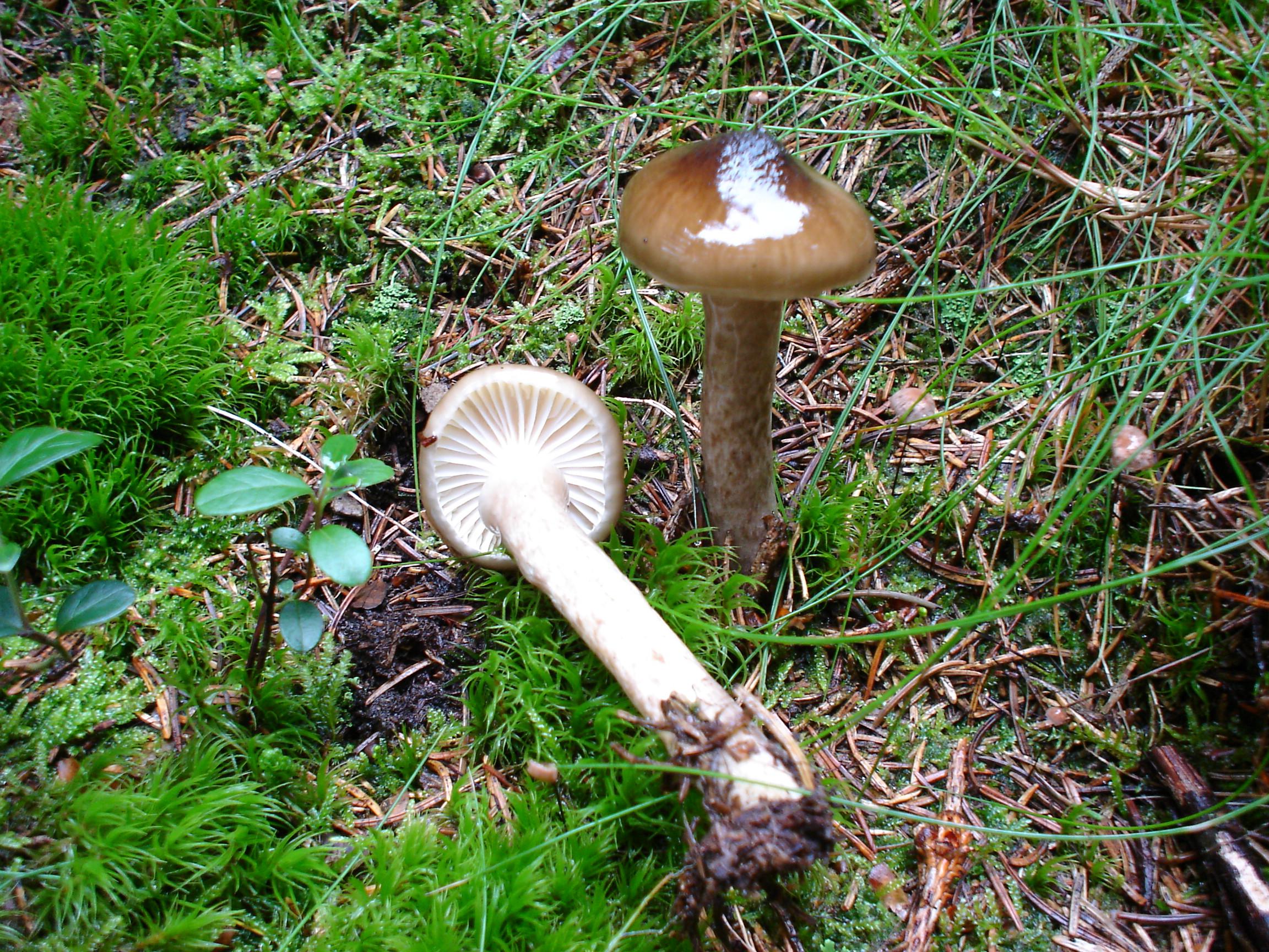 Natternstieliger Schneckling