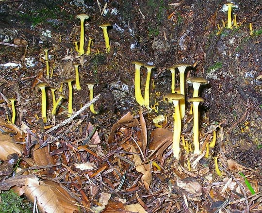 Gelbstieliger Trompetenpfifferling