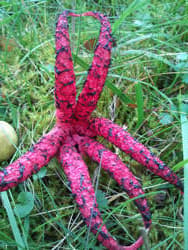 Tintenfischpilz