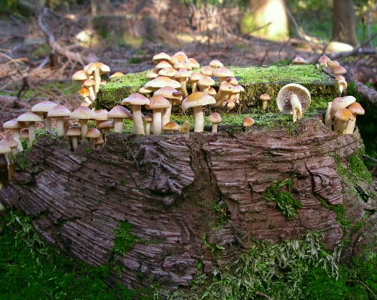 Rauchblättriger Schwefelkopf