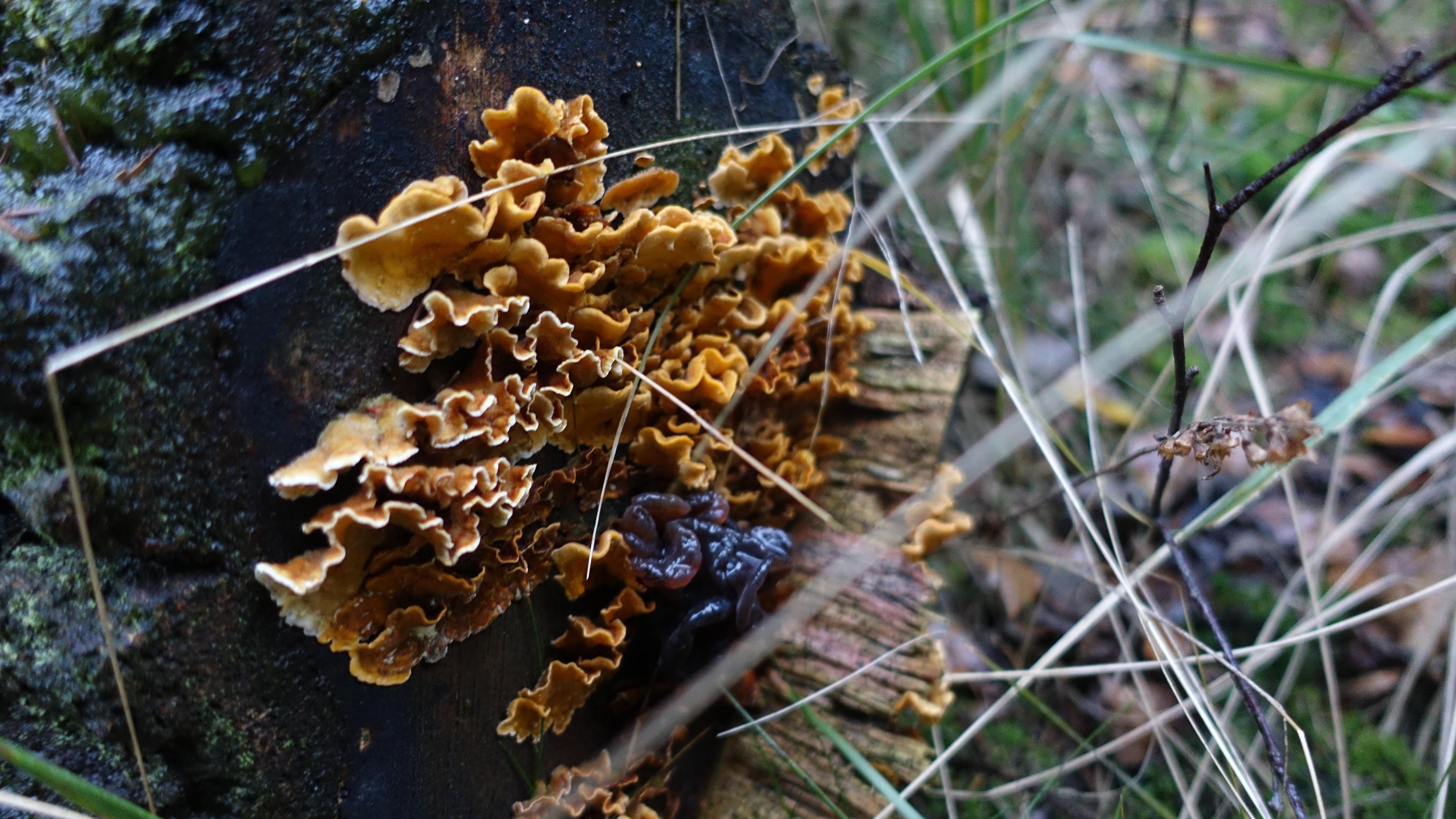 Striegeliger Schichtpilz