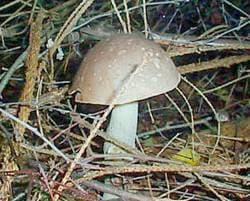 Vielfärbender Birkenpilz