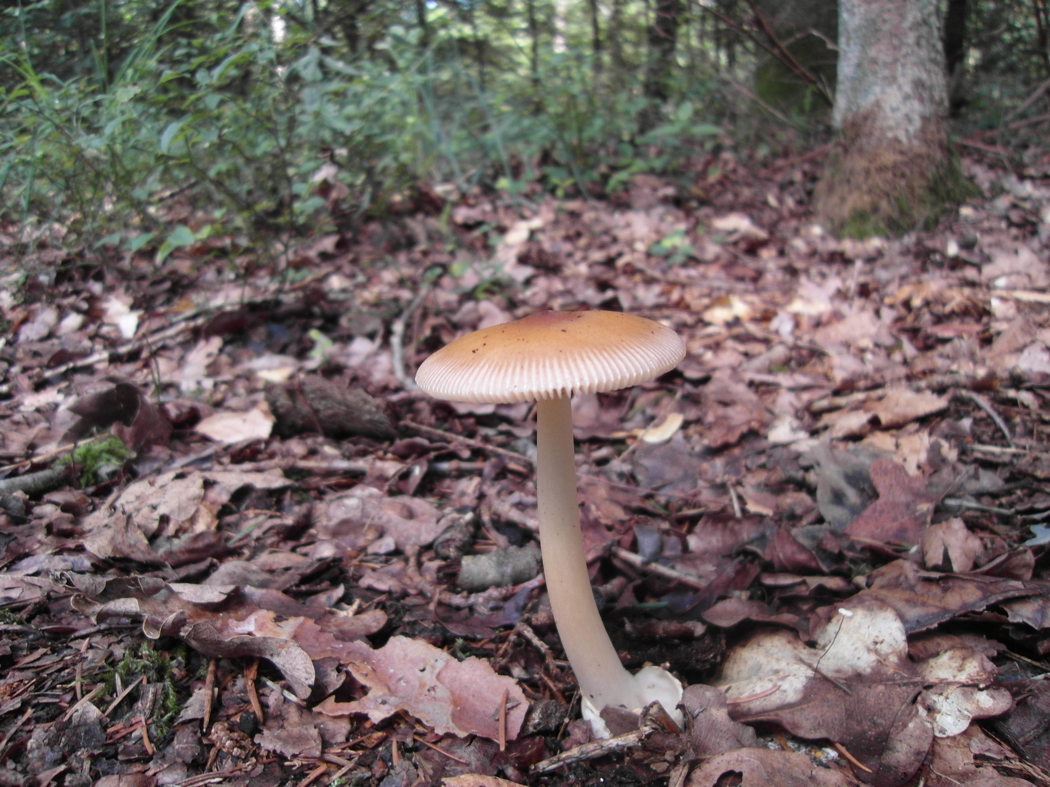 Rotbrauner Scheidenstreifling