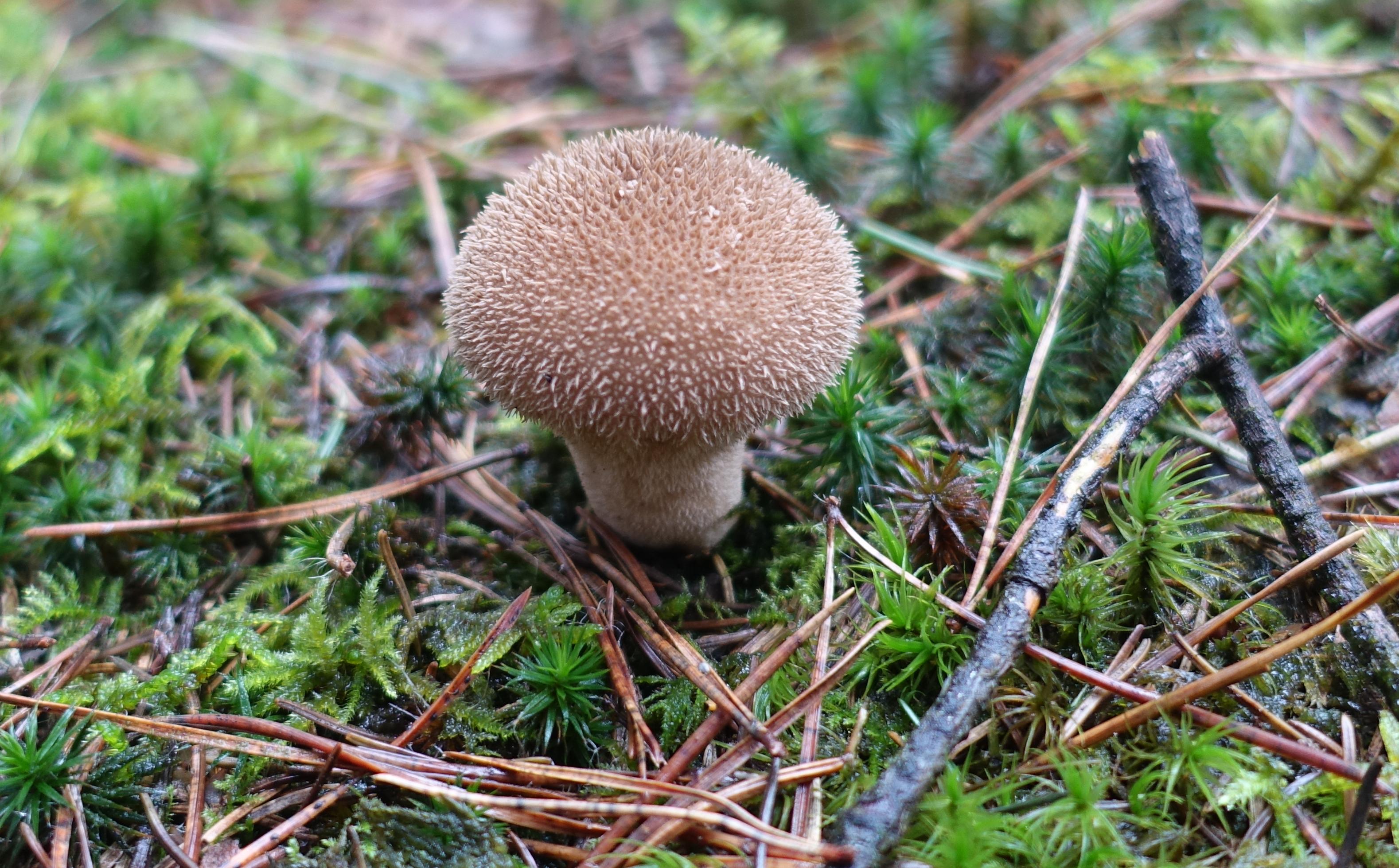 Igel-Stäubling
