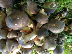 Frostrasling