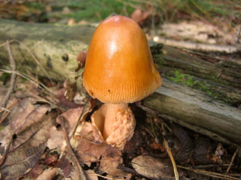 Rotbrauner Scheidenstreifling