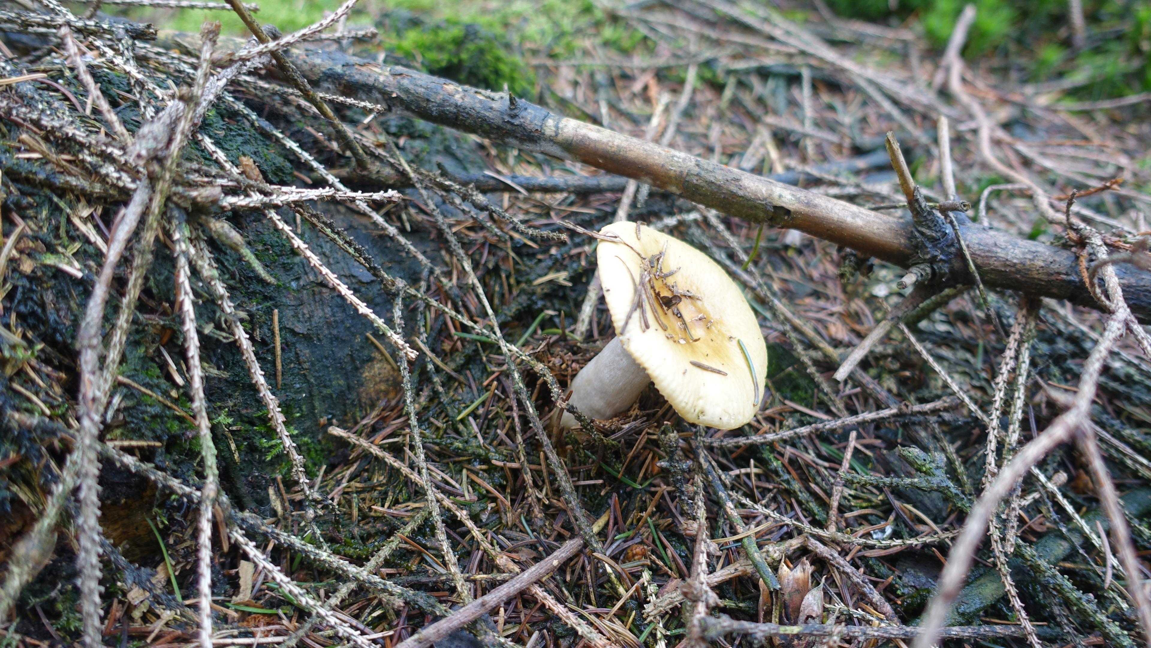 Ockertäubling