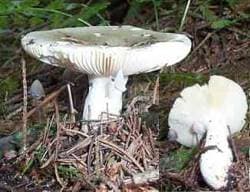 Grüner Heringstäubling
