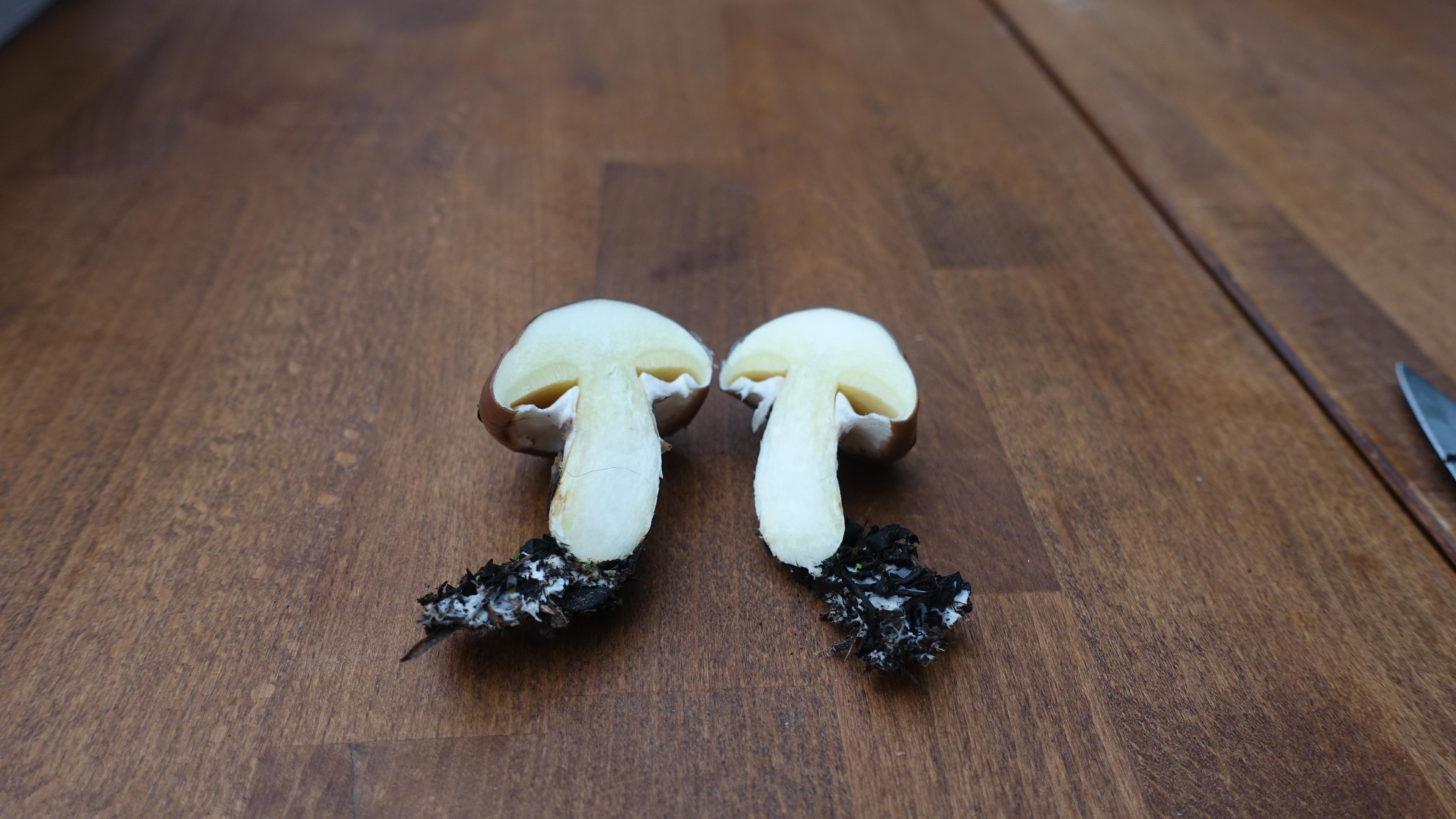 Butterpilz