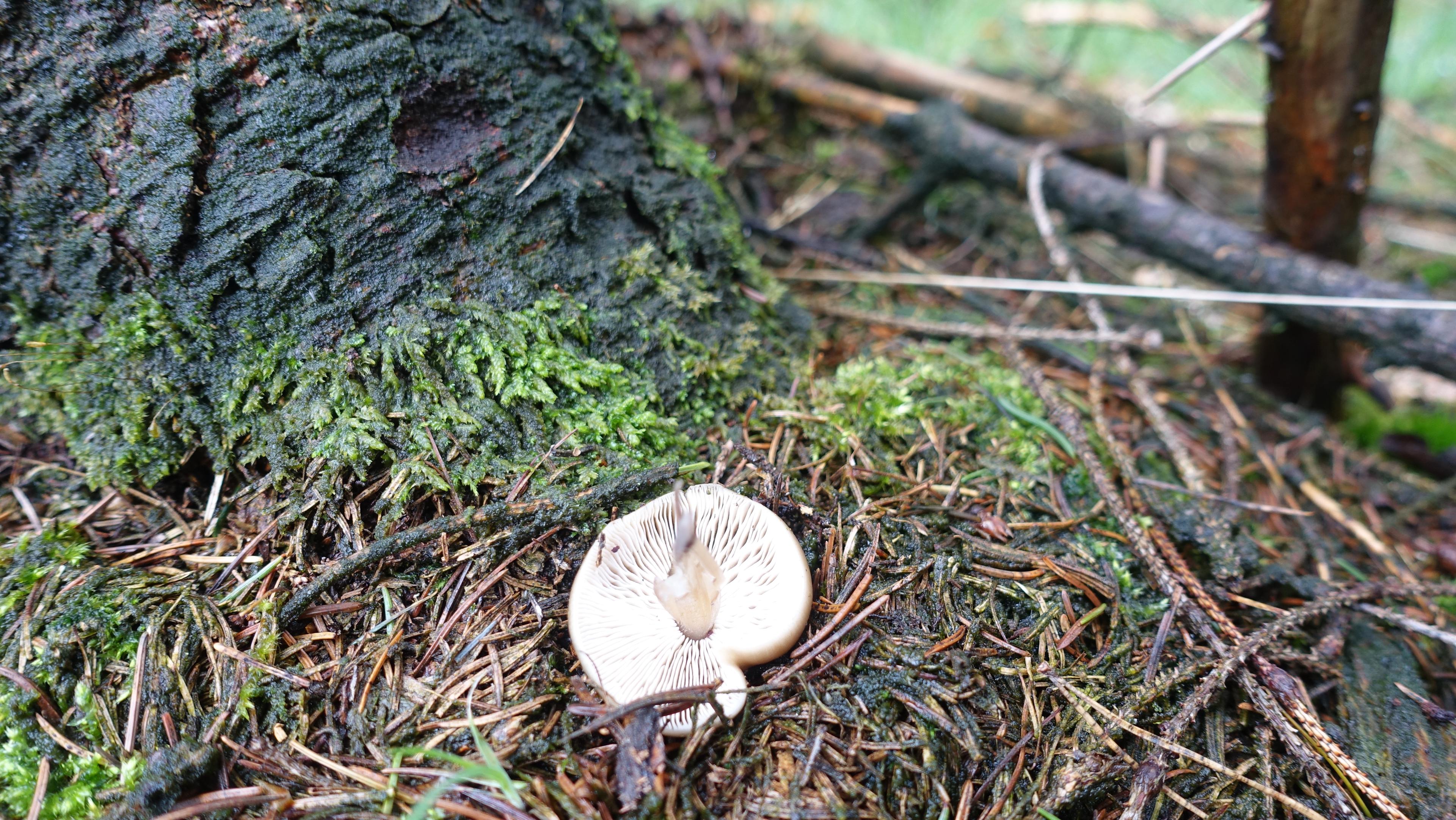 Horngrauer Rübling