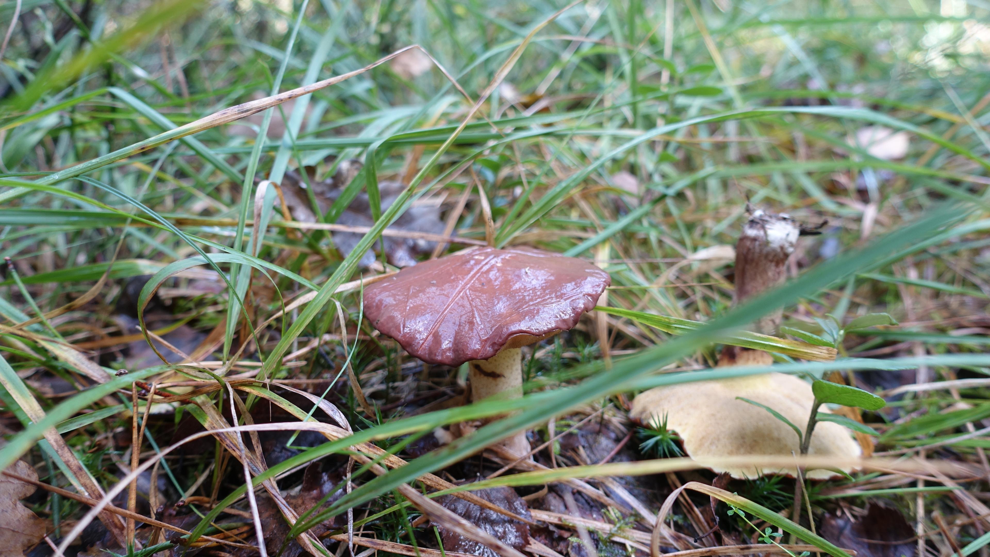 Körnchenröhrling