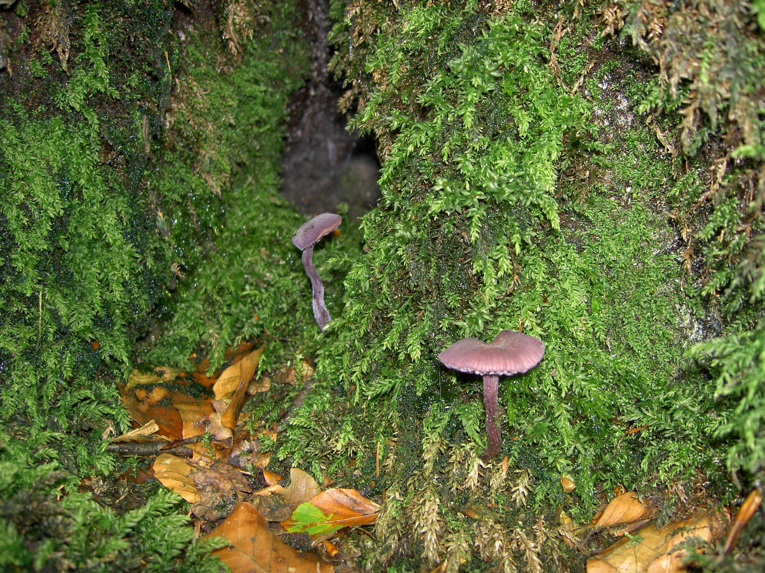 Violetter Lacktrichterling