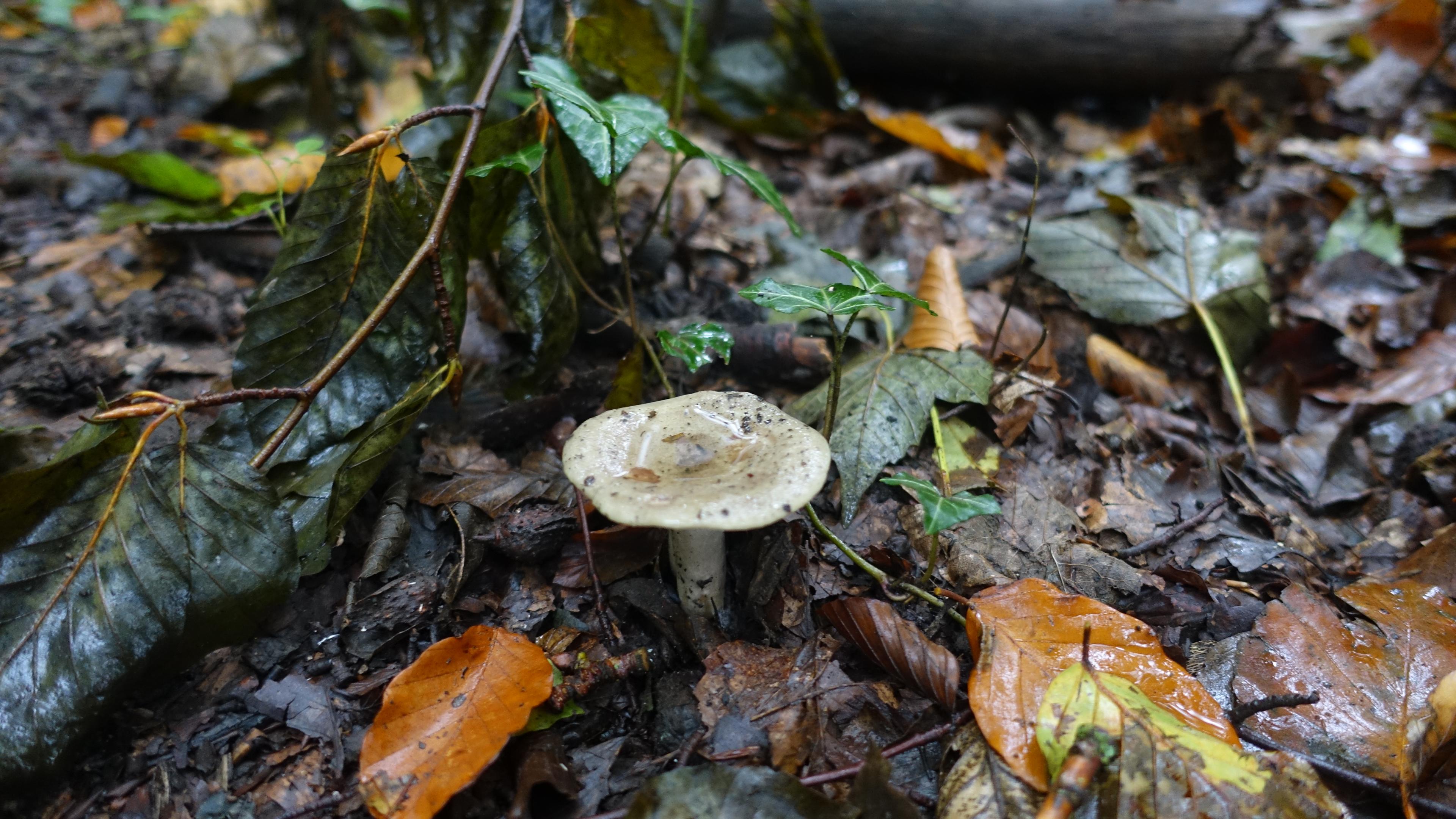 Grüngefelderter Täubling