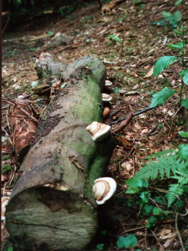 Zunderschwamm