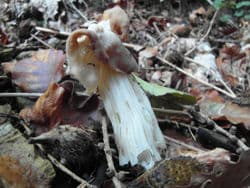 Herbstlorchel, Krause Lorchel
