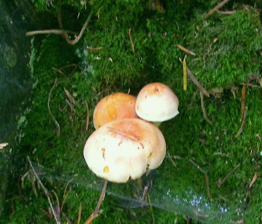 Ziegelroter Schwefelkopf