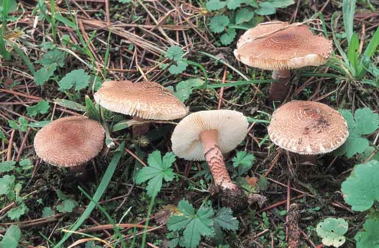 Fleischbrauner Schirmling