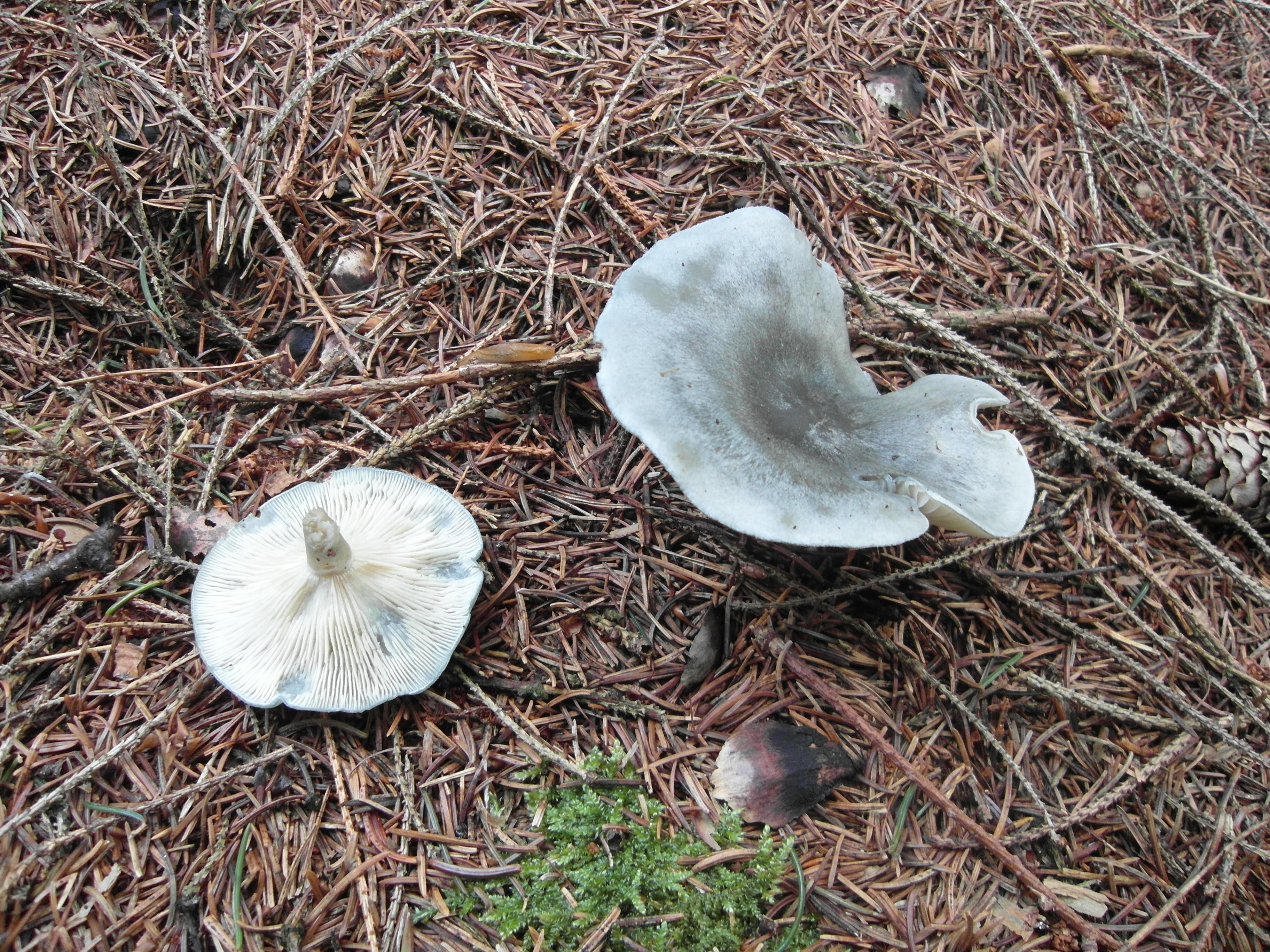 Grüner Anistrichterling