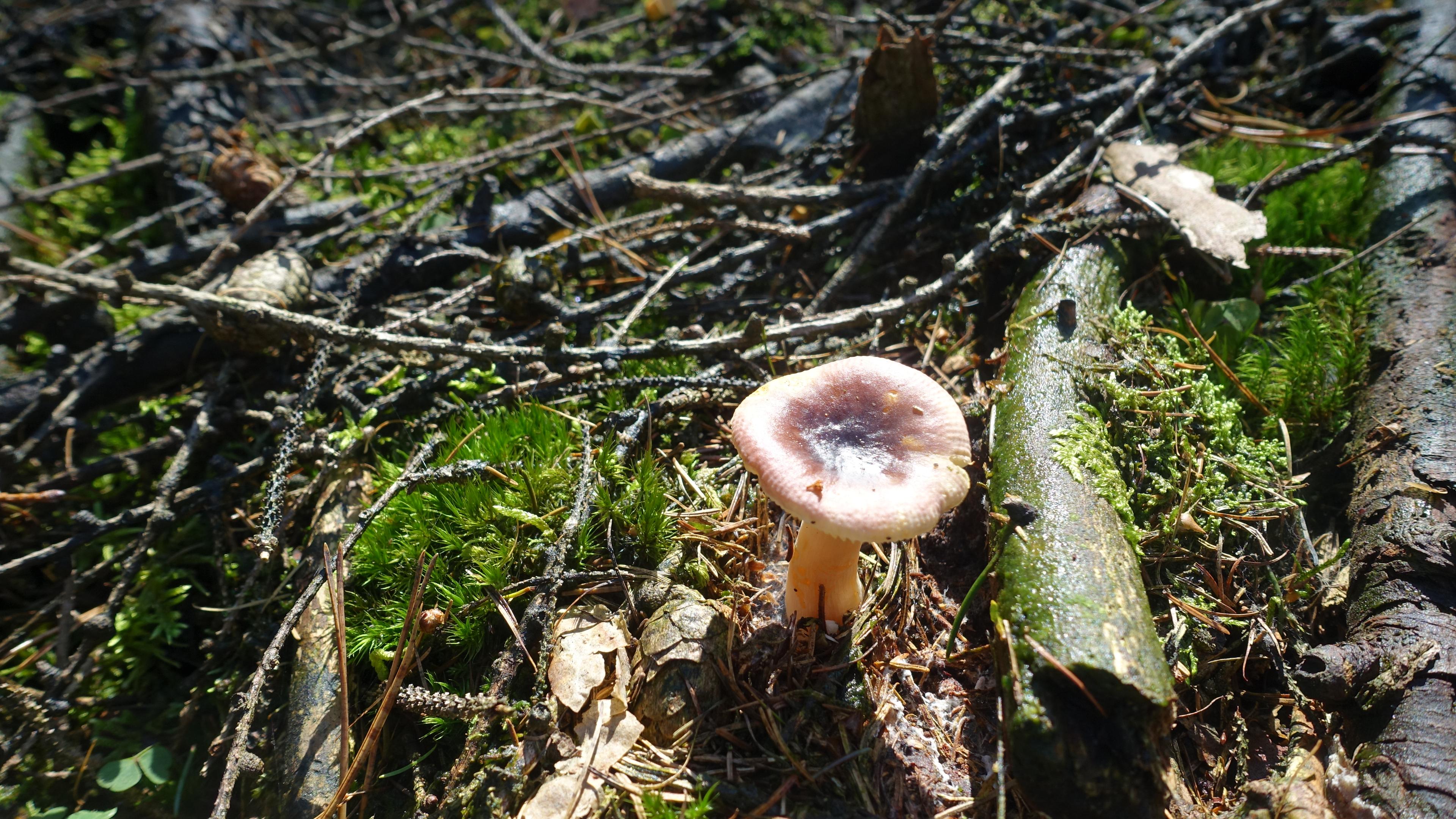 Scharfer Glanztäubling